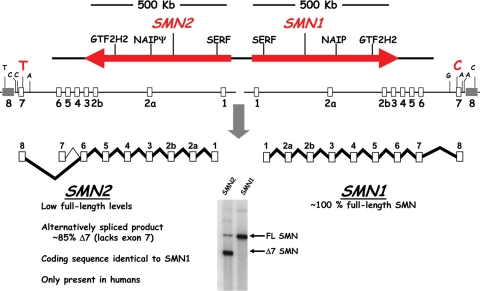 Figure 1.