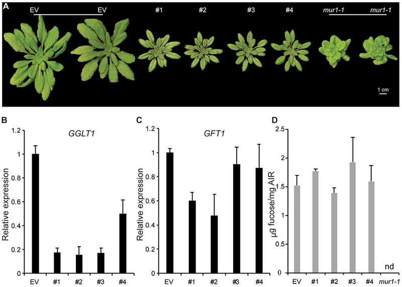 Figure 2: