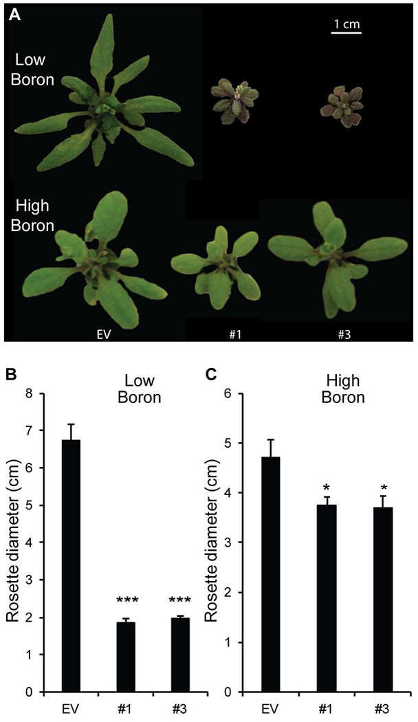 Figure 5: