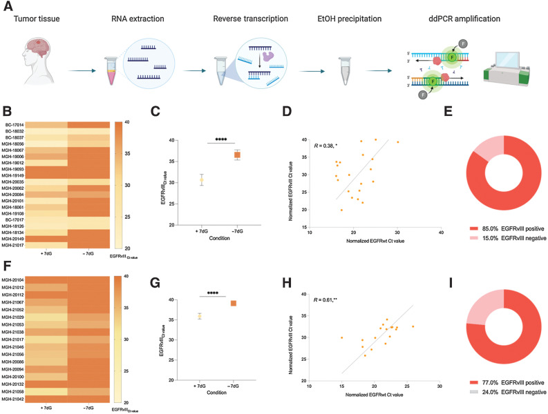 Figure 3. Higher prevalence of EGFRvIII in tumor tissue using 7-deaza-dGTP (7dG). A, Experimental workflow for detecting EGFRvIII mutation in tumor tissue. B, Heatmap of EGFRvIII Ct values obtained by qPCR in tumor tissue RNA from cohort 2, in parallel, with and without 7-deaza-dGTP. C, Two-tailed t test depicting the statistically significant difference in the Ct value obtained, with and without 7-deaza-dGTP. D, EGFRvIII prevalence in cohort 2. E, Pearson correlation of normalized EGFRwt (x-axis) and normalized EGFRvIII (y-axis; reference gene, GAPDH). F, Heatmap of EGFRvIII Ct values obtained by qPCR in tumor tissue RNA from cohort 3, in parallel, with and without 7-deaza-dGTP. G, Two-tailed t test depicting the statistically significant difference in the Ct value obtained, with and without 7-deaza-dGTP. H, EGFRvIII prevalence in cohort 3. I, Pearson correlation of normalized EGFRwt (x-axis) and normalized EGFRvIII (y-axis; reference gene, GAPDH). ****, P ≤ 0.00001; **, P ≤ 0.0047; *, P ≤ 0.0493.