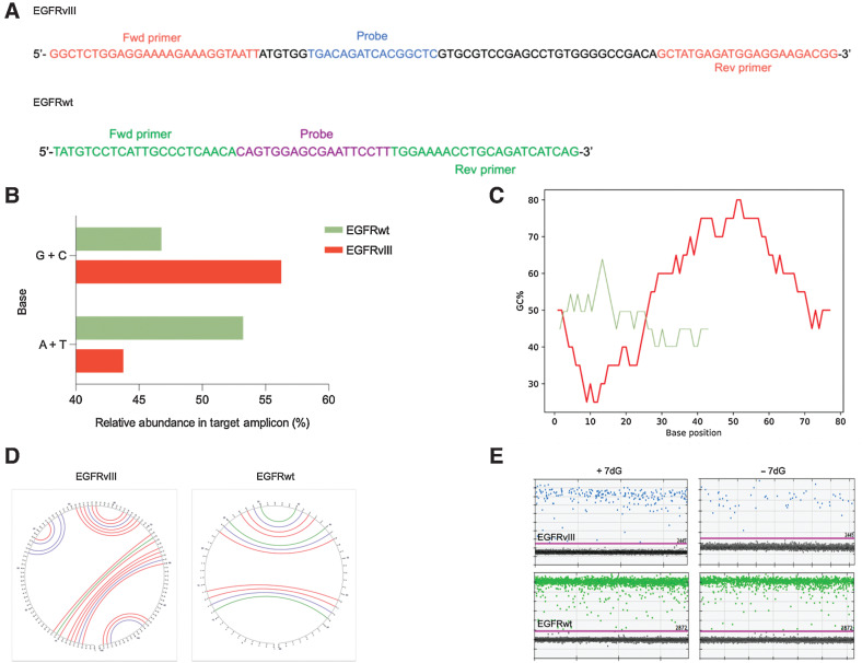 Figure 1. RNA folding and secondary structures occurring in the EGFR transcript variant III. A, Diagram depicting nucleotide sequence of the target amplicon in the deleted variant of the EGFR transcript (EGFRvIII; top) and wild-type EGFR (bottom). Forward and reverse primers as well as probe sequence specific to each amplicon are illustrated. B, A bar graph comparing the relative abundance (percentage) of different nitrogenous bases (G +C, A +T) in the target amplicons (green = EGFRvIII, red = EGFRwt). C, Graphical representation of GC content distribution across the length of the target amplicon in both sequences (EGFRvIII, red = 96 bp, EGFR wt, green = 62 bp). Calculation of GC content (percentage) is performed using the formula, (G + C)/(A + T + G + C) *100 with the window size set to 20 bases. D, Output of secondary structure analysis using Mfold. The individual base pair interactions in EGFRvIII and EGFRwt target amplicon are illustrated using circle graphs. Each color denoted arc represents a unique base pair interaction (blue = A-U, A-T, red = G-C, green = G-U, G-T). E, Effect of 7dG on the secondary structures and the copy number of EGFRvIII (top) and EGFRwt (bottom) in tumor tissue as shown in dd PCR 1D plots.