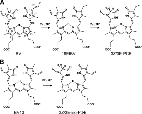 FIGURE 1.