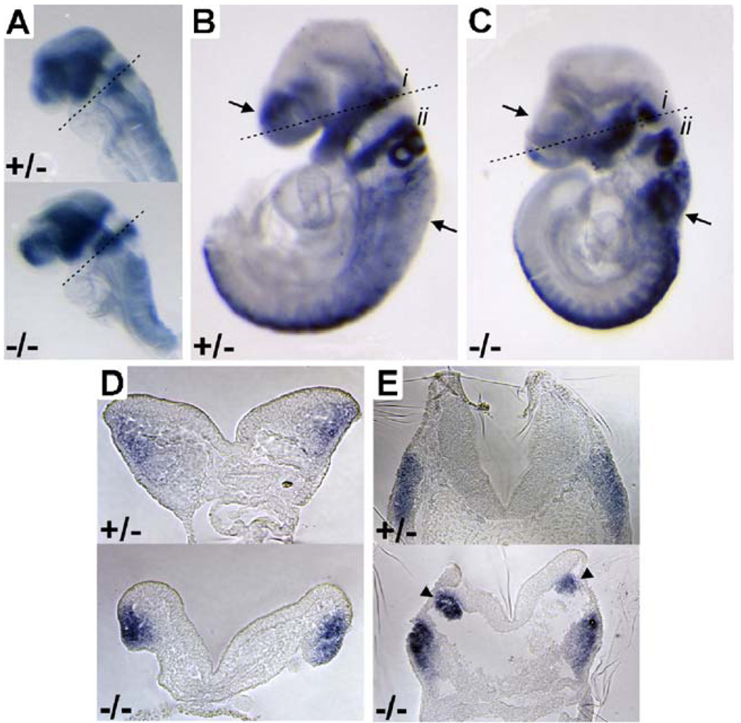 Fig. 8