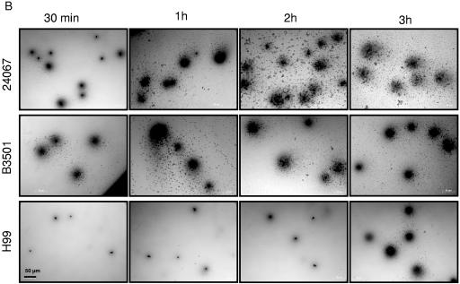 FIG. 7.