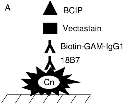 FIG. 7.