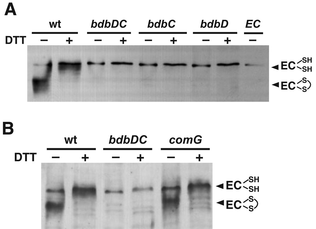 Fig. 4