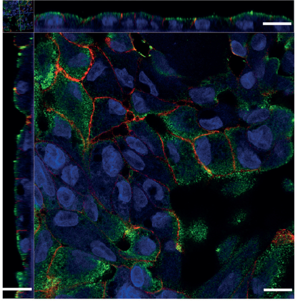 Fig. 2: