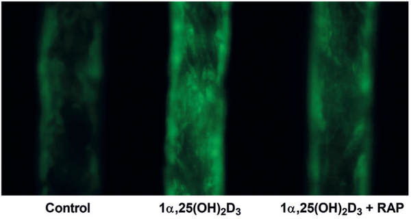 Fig. 7: