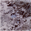 Fig. 6