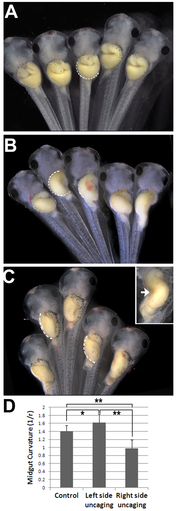 Fig. 4.