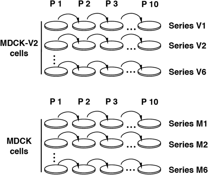 FIG 1