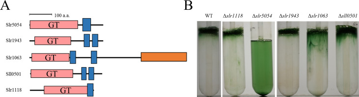 Figure 1—figure supplement 2.