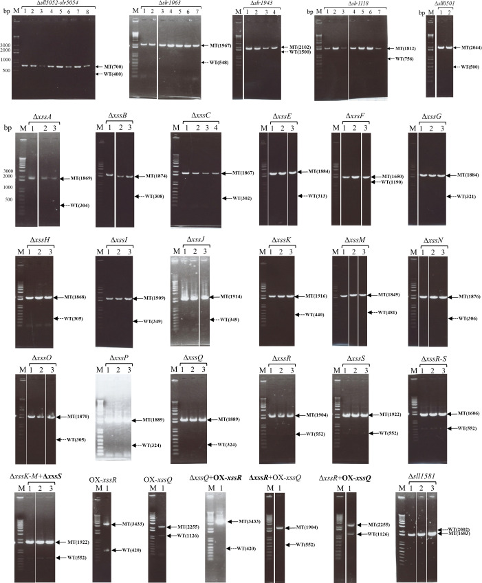 Figure 2—figure supplement 1.