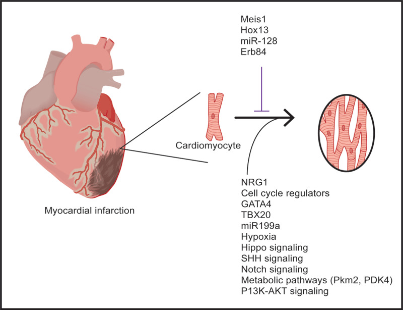 Factors/pathways promote cardiomyocyte proliferation in the adult mammalian heart