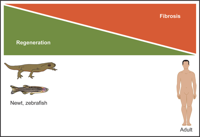 Unlike the mammalian heart, hearts of lower organisms (adult newt, zebrafish) can regenerate after injury