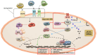 Figure 5. The pathogenesis of ML. ML pathogenesis involves the upregulation and activation of RTKs, including MET, RET and VEGFRs, leading to enhanced PI3K pathway activity. Growth factors that bind t...