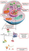Figure 3. MDM2 and CDK4 involvement in the pathogenesis of liposarcoma. CDK4 gene amplification results in increased expression of the CDK4 protein, which promotes RB phosphorylation, thereby driving ...