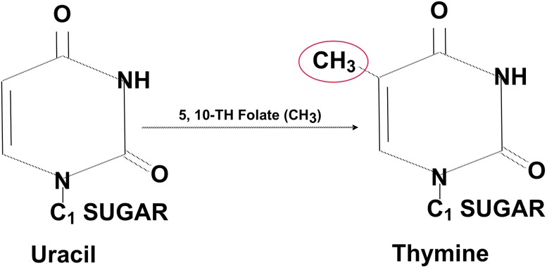 Fig. 3