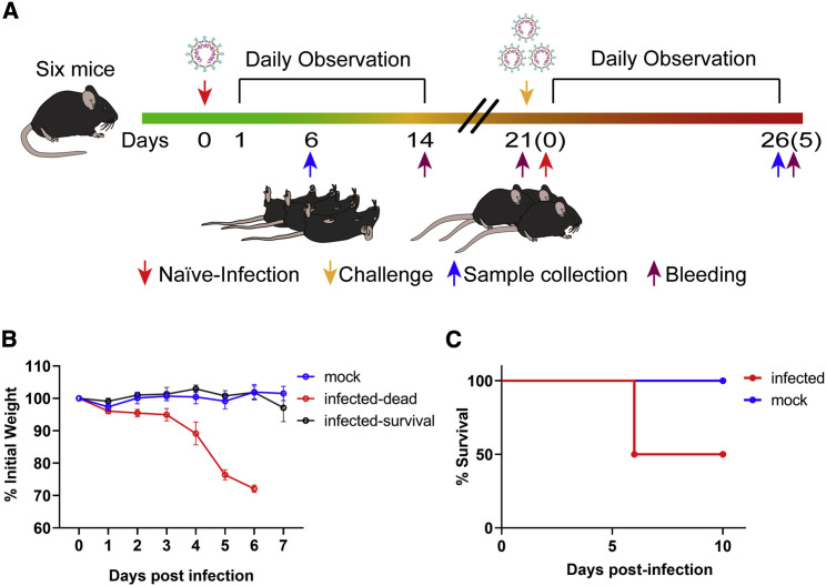 Figure 4