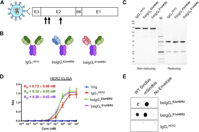 FIG 1