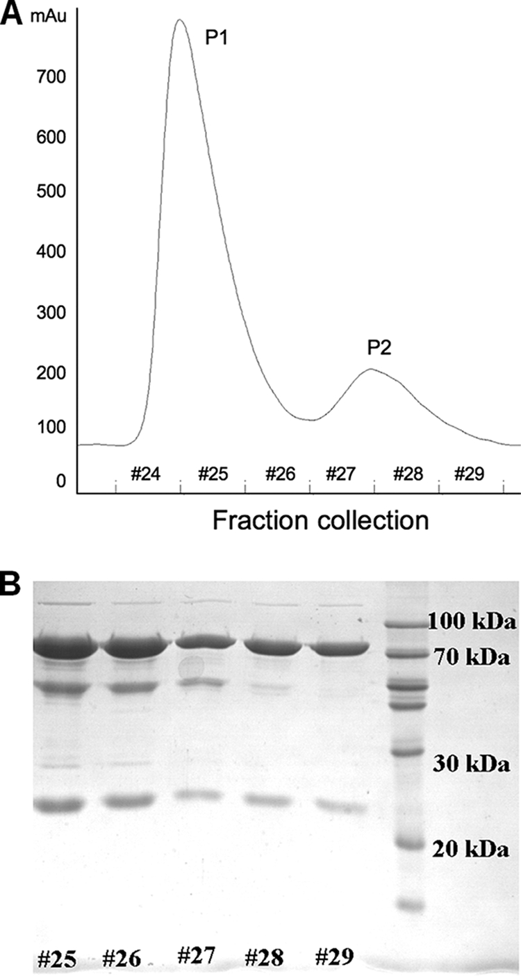 FIG. 1.