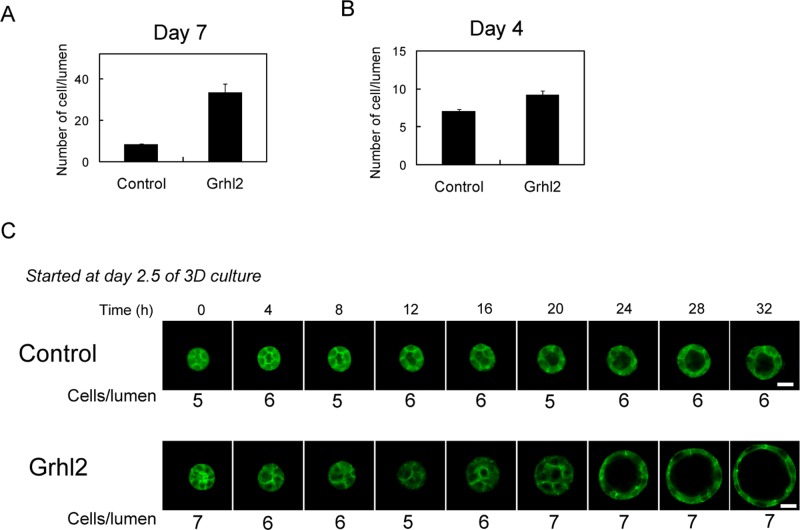 FIGURE 2: