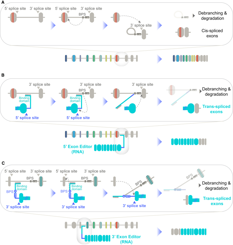 Figure 2