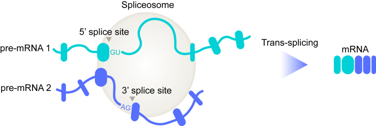 Figure 1