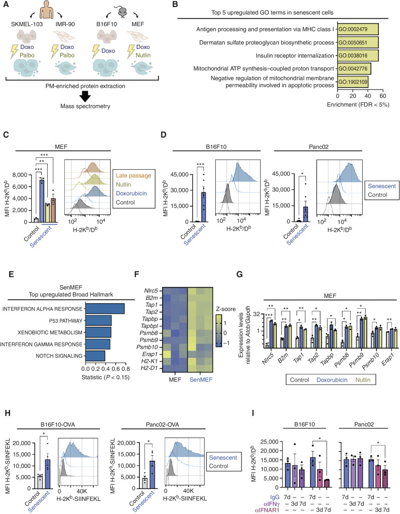 Figure 1. Senescent cells upregulate MHC-I antigen presentation. A, Schematics of the proteomic screen of the plasma membrane–enriched fraction of human (SKMEL-103 and IMR-90) and murine (B16F10 and MEF) cells, control or exposed to various senescence-inducing stimuli (doxo, doxorubicin; palbo, palbociblib; nutlin, nutlin-3a). Three independent biological replicates per cell line were analyzed. B, Top 5 upregulated GO terms enriched in the proteins found upregulated in the plasma membrane fraction of senescent cells (in 4 or more conditions of senescence, with a linear fold change >1.5, FDR < 5%). C, Flow cytometry analysis of H-2Kb/Db expression in control versus senescent MEFs, treated with doxorubicin, nutlin or late passaged. Representative histograms showing the fluorescence signal of each stained sample and its unstained control (uncolored histogram) and quantification after autofluorescence subtraction of n = 3 independent experiments are shown. ***, P < 0.001; **, P < 0.01; one-way ANOVA, compared with control MEFs. D, Flow cytometry analysis of H-2Kb/Db expression in control or senescent B16F10 and Panc02 cancer cells, treated with doxorubicin. Representative histograms showing the fluorescence signal of each stained sample and its unstained control (uncolored histogram) and quantification after autofluorescence subtraction of n = 5 independent experiments are shown. ***, P < 0.001; *, P < 0.05; unpaired Student t test, compared with control cells. E, Top 5 upregulated “Broad Hallmarks” from the differential expression analysis (RNA-seq) of senescent MEFs, in which senescence was induced by doxorubicin, compared with control MEFs. n = 3 independent biological replicates were analyzed. F, Normalized expression levels of antigen presentation machinery- and immunoproteasome-related genes from the RNA-seq analysis of control versus senescent MEFs. G, mRNA expression levels of antigen presentation machinery- and immunoproteasome-related genes in control versus senescent MEFs, treated with doxorubicin or nutlin, measured by qRT-PCR (relative to the average expression of housekeeping genes Actb and Gapdh). n = 2 independent experiments. ***, P < 0.001; **, P < 0.01; *, P < 0.05, unpaired Student t test, compared with control cells. H, Flow cytometry analysis of ovalbumin (OVA)-derived SIINFEKL peptide bound to H-2Kb presentation in control or senescent B16F10 and Panc02 cells stably expressing OVA. Representative histograms showing the fluorescence signal of each stained sample and its unstained control (uncolored histogram) and quantification after autofluorescence subtraction are shown. *, P < 0.05; unpaired Student t test, compared with control cells. I, Flow cytometry analysis of H-2Kb/Db expression in senescent B16F10 or Panc02 cells, treated with doxorubicin, after treatment with blocking antibodies against IFNγ, IFNAR1, or their respective IgG isotype controls. Cells were treated with doxorubicin at day 0 and collected at day 7. The blocking antibodies were added to the culture medium for the indicated number of days (7d: from day 0 to 7; 3d: from day 4 to 7). Quantification after autofluorescence subtraction of n = 3 independent experiments is shown. *, P < 0.01; two-way ANOVA test, compared with IgG-treated senescent cells.