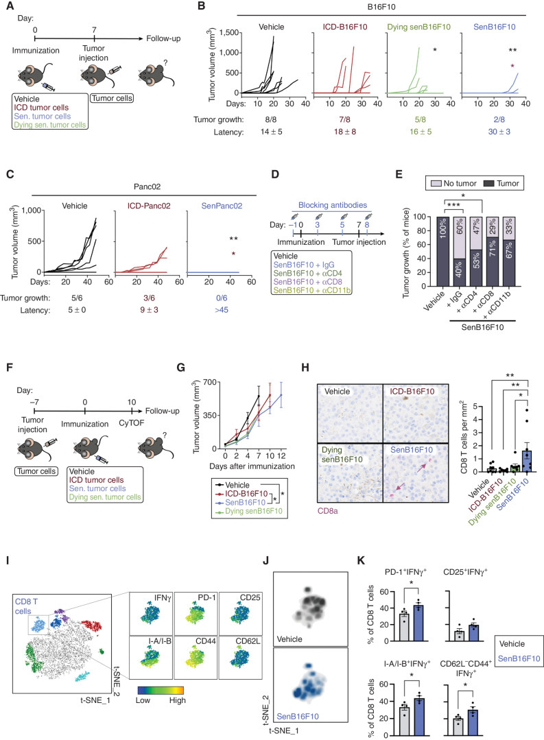 Figure 4. Immunization with senescent cancer cells promotes anticancer immune surveillance. A, Schematics of the cancer immunization protocol used in these studies. B, Individual tumor growth curves from vehicle-treated mice or mice immunized with ICD-B16F10, senB16F10, or senB16F10 cells dying by senolysis (induced by 10 μmol/L navitoclax, dying-senB16F10; n = 8 mice per group). Tumor growth (number of animals developing tumors out of the total) and tumor latency (mean ± SD of the day in which the tumor appeared) are indicated for each group. **, P < 0.01; *, P < 0.05; two-way ANOVA test compared with vehicle-treated group (black) or to ICD-B16F10 group (red). C, Individual tumor growth curves from vehicle-treated mice or mice immunized with Panc02 cells dying by ICD (induced by a high dose of doxorubicin, ICD-Panc02) or senescent Panc02 (low dose of doxorubicin, senPanc02; n = 6 mice per group). Tumor growth (number of animals developing tumors out of the total) and tumor latency (mean ± SD day of appearance of the tumor) are indicated for each group. **, P < 0.01; *, P < 0.05; two-way ANOVA test compared with vehicle-treated (black) group or to ICD-B16F10 group (red). D, Schematics of the cancer immunization and immune depletion protocol used in this study. E, Tumor appearance after rechallenge in vehicle-treated mice (n = 14) or mice immunized with senB16F10 treated with IgG (n = 14) or the indicated blocking antibodies as described in D (n = 15 for aCD4, n = 14 for aCD8, or n = 6 for aCD11b). ***, P < 0.001, *, P < 0.05, Fisher exact test. F, Schematics of the therapeutic cancer immunization protocol used in these studies. G, Grouped tumor growth of B16F10 tumor-bearing animals immunized with vehicle, ICD-B16F10, dying senB16F10, or senB16F10. *, P < 0.05; two-way ANOVA test (n = 7–8) H. CD8a staining (purple) in B16F10 tumor sections from animals immunized with vehicle, ICD-B16F10, dying senB16F10 or senB16F10, sacrificed at humane endpoint. Note that the brown pigmentation is due to melanin. Representative images and quantification (of n = 7–8 mice per group). **, P < 0.01; *, P < 0.05; one-way ANOVA test. I, tSNE representation of tumor-infiltrating immune (CD45+) cells detected by CyTOF of B16F10 tumors from animals immunized with vehicle or senB16F10, sacrificed 10 days after immunization. The cluster of CD8 T cells is amplified, and the expression pattern of T-cell markers of activation (IFNγ, PD-1, CD25, and I-a/I-b), and differentiation to effector (CD44) or naïve T cells (CD62L) is shown (left). J, Density plot of the distribution of infiltrating CD8 T cells from nonimmunized and senB16F10-immunized animals (n = 4 animals per group). K, Percentage of activated tumor-infiltrating CD8 T cells (PD-1+IFNγ+, CD25+IFNγ+, I-a/I-b+IFNγ+, CD62L−CD44+IFNγ+), from tumors of nonimmunized animals (vehicle) or immunized with senB16F10 (n = 4 mice per group). *, P < 0.05; unpaired Student test.