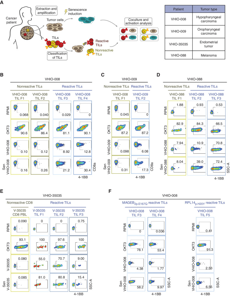 Figure 5. Senescent cancer cells from human patients hyperstimulate autologous reactive TILs. A, Schematics of the procedure for isolating, amplifying, classifying, and coculturing patient-derived tumor cells with autologous reactive and nonreactive TILs (left). Table indicating patients and corresponding tumor type used in this study (right). B, Flow cytometry analysis of 4-1BB activation marker in CD8 cells from nonreactive (F1 and F2 fragments) and reactive (F3 and F4 fragments) autologous TILs from VHIO-008 patient after culture in RPMI medium either alone or with anti-CD3 (OKT3), control VHIO-008 cells, or bleomycin-treated senescent VHIO-008 cells (as indicated). C, Flow cytometry analysis of 4-1BB activation marker in CD8 cells from nonreactive (F1 fragment) and reactive (F3 fragment) autologous TILs from patient VHIO-009 after culture in RPMI medium either alone or with anti-CD3 (OKT3), control VHIO-009 cells, or bleomycin-treated senescent VHIO-009 cells (as indicated). D, Flow cytometry analysis of the 4-1BB activation marker in CD8 cells from nonreactive (F1 fragment) and reactive (F2 and F3 fragment) autologous TILs from patient VHIO-088 after culture in RPMI medium either alone or with anti-CD3 (OKT3), control VHIO-088 cells, or bleomycin-treated senescent VHIO-088 cells (as indicated). SSC-A, side scatter area. E, Flow cytometry analysis of the 4-1BB activation marker in nonreactive PBL CD8 T cells and CD8 cells from reactive (F1, F2, and F3 fragments) autologous TILs from patient VHIO-35035 (abbreviated as V-35035) after culture in RPMI medium either alone or with anti-CD3 (OKT3), control V-35035 cells, or bleomycin-treated senescent V-35035 cells (as indicated). F, Flow cytometry analysis of 4-1BB activation marker in CD8 cells from reactive autologous TILs (reactive F3, F4 and F5 fragments) enriched to be reactive against MAGEB2p.E167Q and RPL14p.H20Y (two neoantigens previously identified by whole-exome sequencing of the autologous tumor cell line) after culture in RPMI medium either alone or with anti-CD3 (OKT3), control VHIO-008 cells, or bleomycin-treated senescent VHIO-008 cells (as indicated).