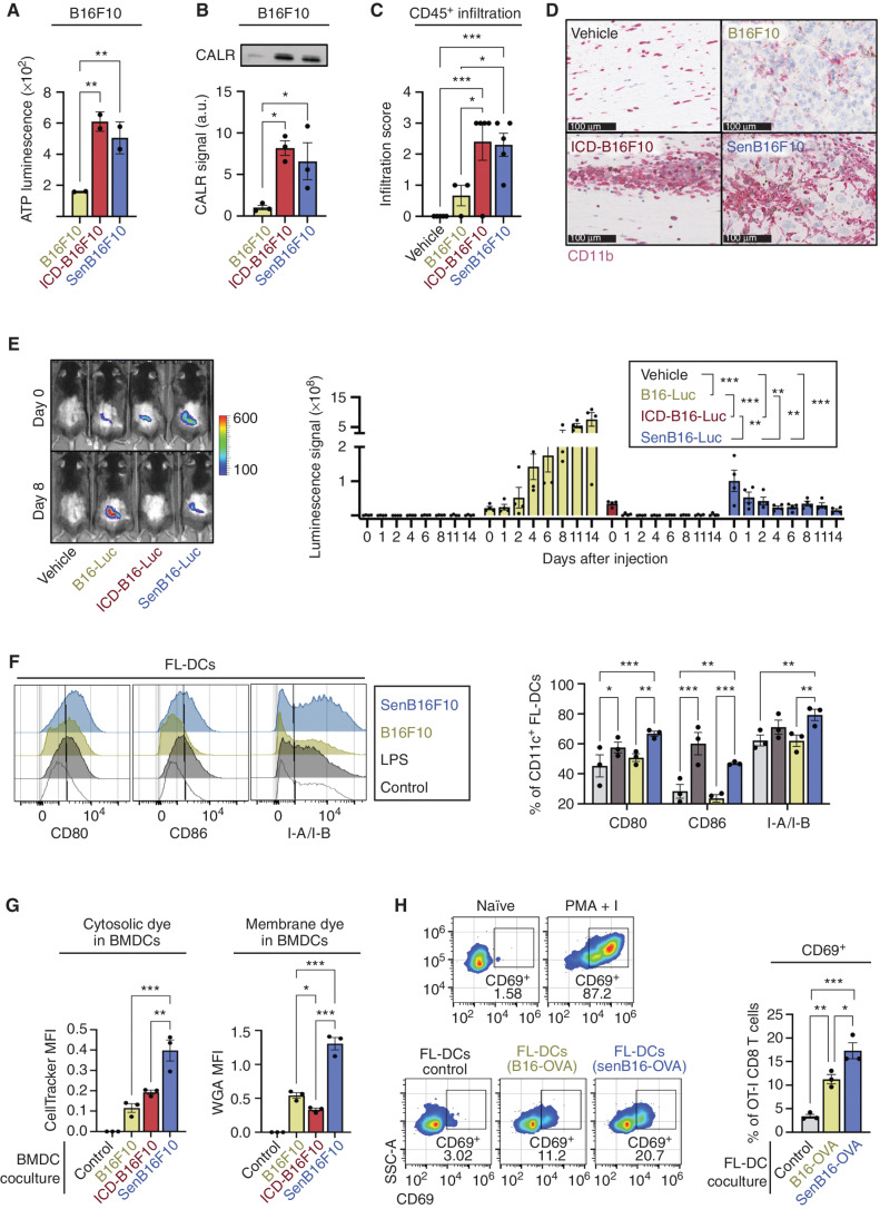 Figure 3. Senescent cancer cells efficiently activate DCs. A, Levels of extracellular ATP in the conditioned medium (CM) of 106 control (B16F10), ICD (5 μm doxorubicin; ICD-B16F10), and senescent B16F10 (0.1 μm doxorubicin, senB16F10). n = 2 independent experiments. **, P < 0.01; one-way ANOVA test compared with control B16F10. B, Immunoblot detection of CALR in the CM of 106 B16F10, ICD-B16F10, and senB16F10. Representative image (left) and quantification (right) of n = 3 independent experiments are shown. **, P < 0.01; one-way ANOVA test. C, Semiquantitative infiltration score of CD45+ cells within or closely surrounding the melanoma foci in skin sections of animals 7 days after subcutaneous injection of vehicle (no cells), B16F10, ICD-B16F10, or senB16F10 (n = 5 animals per group). Analysis performed by a histopathologist. ***, P < 0.001; *, P < 0.05; one-way ANOVA test. D, Immunochemistry staining of CD11b+ cells (purple) in skin sections of animals 7 days after subcutaneous injection of vehicle (no cells), B16F10, ICD-B16F10, or senB16F10. Representative images selected by a histopathologist of n = 5 animals per group are shown. Note that the brown pigmentation is due to melanin. Scale bars for each image are shown (100 μm). E, In vivo imaging detection of luciferase-expressing B16F10 (B16-Luc) in animals subcutaneously injected with vehicle, 106 control, ICD or senescent B16-Luc (n = 4 per group) at different time points after injection (as indicated). Representative images (left) and quantification (right) are shown. ***, P < 0.001; **, P < 0.01; two-way ANOVA test. F, Flow cytometry analysis of the DC activation markers CD80, CD86, and MHC-II (I-A/I-B) in CD11c+ FL-DCs upon coculture with RPMI medium either alone or with LPS, B16F10, or senB16F10. Representative histograms and quantification of n = 3 biological replicates are shown. ***, P < 0.001, **, P < 0.01; *, P < 0.05; one-way ANOVA test. G, Flow cytometry analysis of the uptake of CFSE (cytosolic dye) or WGA-Alexa647 (membrane dye) by BMDCs from labeled B16F10, ICD-B16F10, or senB10F10. Quantification after subtraction of autofluorescence from unstained BMDCs of n = 3 biological replicates. ***, P< 0.001; **, P < 0.01; *, P < 0.05; one-way ANOVA test. H, Flow cytometry analysis of OT-I CD8 T-cell activation, as measured by CD69 expression, upon coculture with RPMI medium either alone (naïve) or with PMA + I, control FL-DCs or FL-DCs previously cocultured with control (B16-OVA) or senescent (senB16OVA) B16-OVA cells, as indicated. Representative histograms and quantification of n = 3 biological replicates are shown. ***, P < 0.001; **, P < 0.01; *, P < 0.05; one-way ANOVA test.