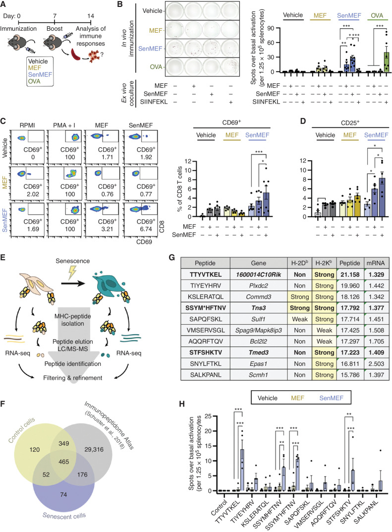 Figure 2. Senescent noncancer cells induce an adaptive immune response in vivo and present unique immunogenic peptides. A, Schematic outline of the immunization protocol used in this study. Briefly, immunocompetent C57BL/6 animals were subcutaneously immunized on days 0 and 7 with vehicle (no cells), control or senescent syngeneic fibroblasts (MEF or senMEF respectively) or ovalbumin (OVA), all done concomitantly with an immune adjuvant (CpG). One week later, animals were sacrificed, and immune responses were tested ex vivo. B, ELISpot assay to detect IFNγ production in splenocytes isolated from nonimmunized mice (vehicle) or animals immunized with control MEF, senMEF, or OVA (n = 3–7 mice per group). Splenocytes were cultured in RPMI, either alone (control) or cocultured with control MEF (1:10 target-to-splenocyte ratio), senMEF (1:10 target-to-splenocyte ratio), or with SIINFEKL OVA-derived peptide (400 nmol/L). The number of spots for each condition above the control condition (background) was quantified. Representative picture (left) and quantification (right) are shown. ***, P < 0.001; **, P < 0.01; two-way ANOVA test. C, Flow cytometry analysis of CD69 activation marker in CD8 T cells from naïve (vehicle) versus MEF or senMEF-immunized animals, after culture in RPMI medium either alone or with PMA + I, MEF, or senMEF ex vivo. Representative pseudocolor plots and quantification of n = 5–7 mice per group are shown. ***, P < 0.001; *, P < 0.05; two-way ANOVA test. D, Flow cytometry analysis of CD25 activation marker in CD8 T cells from naïve (vehicle) versus MEF or senMEF-immunized animals, after culture in RPMI medium either alone or with PMA+I, MEF or senMEF ex vivo (n = 5–7 mice per group). *, P < 0.05; two-way ANOVA test. E, Layout of combined immunopeptidomics and RNA-seq analyses in control versus senescent MEFs. F, Venn diagram displaying peptides identified in control cells, senescent cells, and the Mouse Immunopeptidome Atlas data set (39). G, List of selected peptides presented exclusively on senescent cells MHC-I together with their corresponding coding gene and their predicted binding affinity to H-2Kb and H-2Db (NetMHCpan v4.1). Normalized log2(area) of the signal obtained in the immunopeptidomic mass spectrometry analysis for each peptide and linear fold-change expression of the corresponding gene (senescent versus control MEF) from the RNA-seq transcriptomic analysis are indicated. M* indicates M(+15.99), oxidized methionine. H, Selected peptides validated using ELISpot assay to detect IFNγ production in splenocytes isolated from nonimmunized mice (vehicle) or animals immunized with MEF or senMEF (n = 3–5 mice per group). Splenocytes were cultured in RPMI medium, either alone as negative control (control) or supplemented with the different peptides selected from the immunopeptidome analysis, as indicated. For SSYM*HFTNV peptide, both SSYMHFTNV and the modified SSYM*HFTNV were tested. The number of spots for each condition above the control condition (background) was quantified. ***, P < 0.001; **, P < 0.01; *, P < 0.05; two-way ANOVA test.