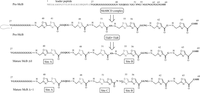 FIGURE 1.