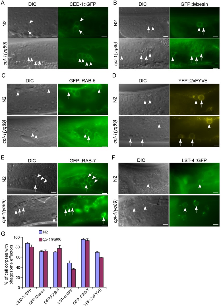 FIGURE 3: