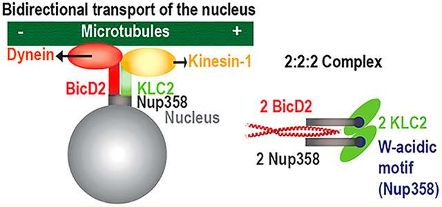 graphic file with name nihms-1589418-f0001.jpg