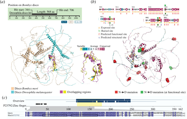 Three-dimensional conservation and domain distribution of disco across Bombyx mori (1054 aa) and Drosophila melanogaster (568 aa).