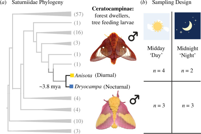 Nocturnal and diurnal moths on a phylogeny with RNA-Seq sampling design.