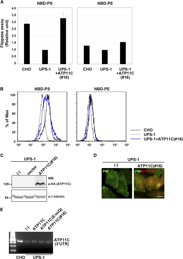 Fig. 4.