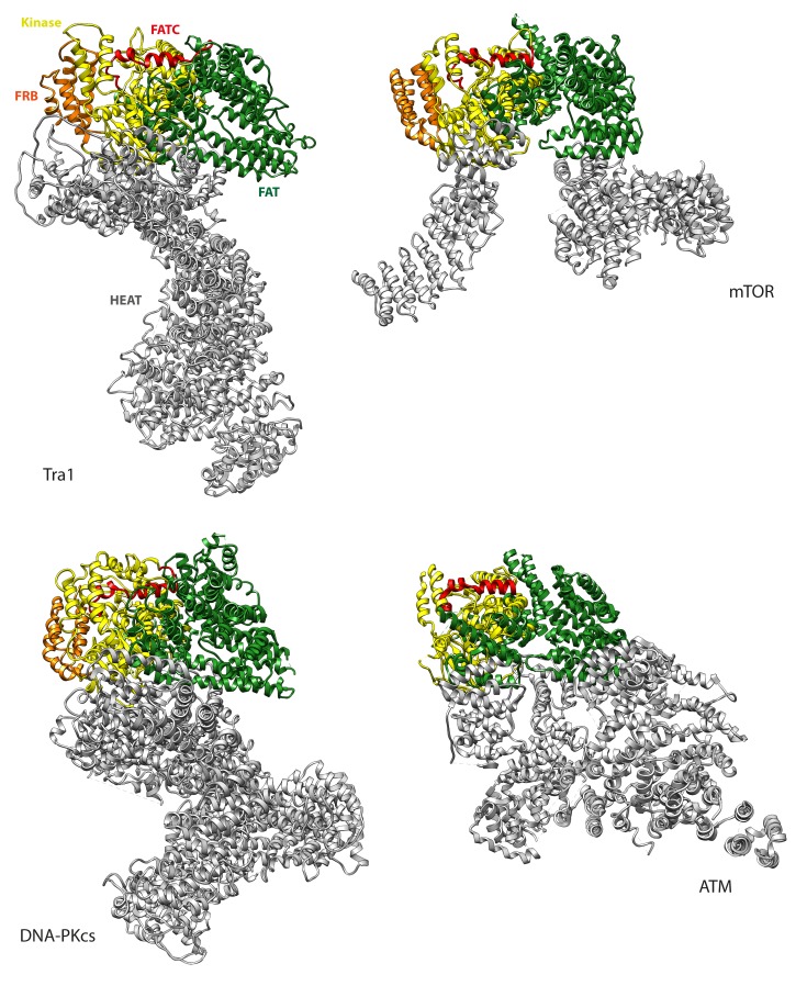 Figure 5—figure supplement 1.