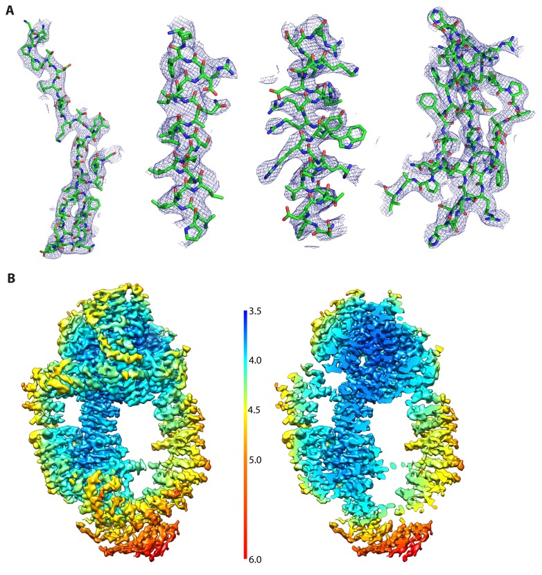 Figure 1—figure supplement 4.