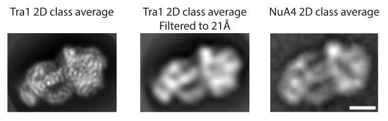 Figure 3—figure supplement 1.