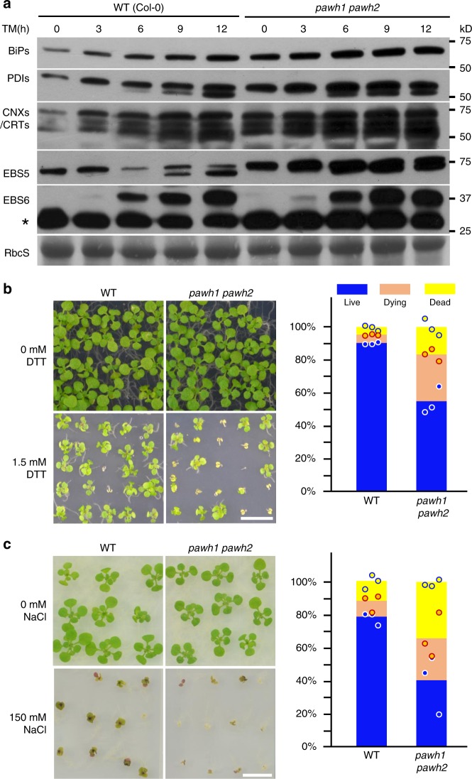 Fig. 4