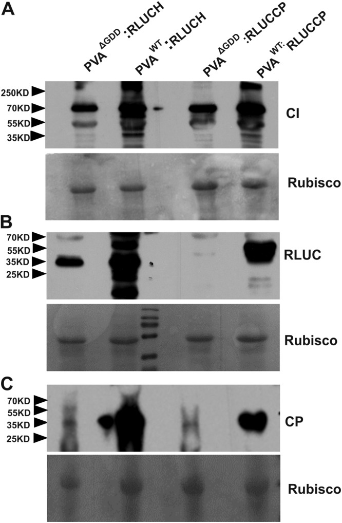 FIG 6