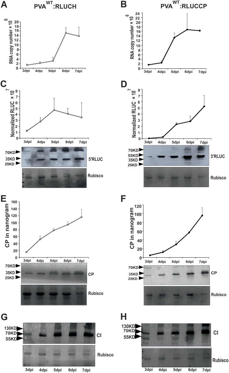 FIG 8