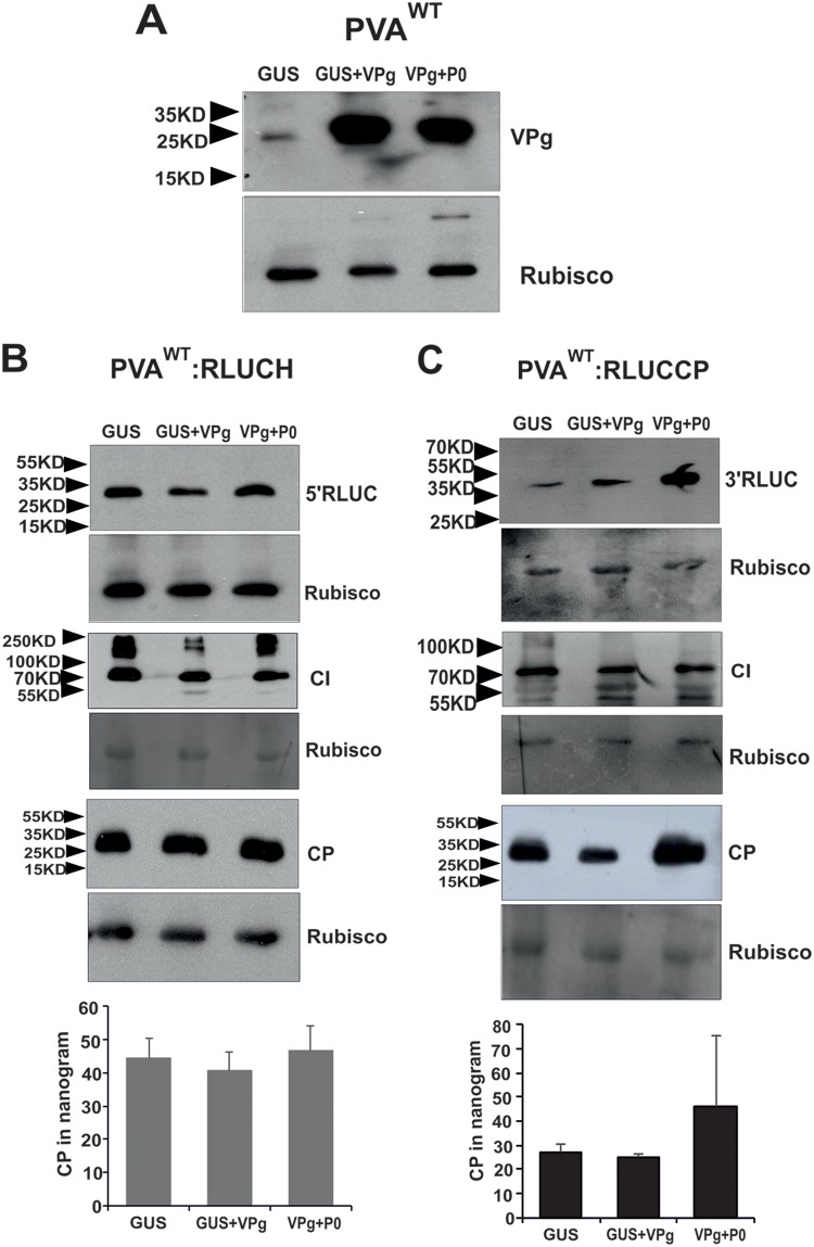 FIG 3