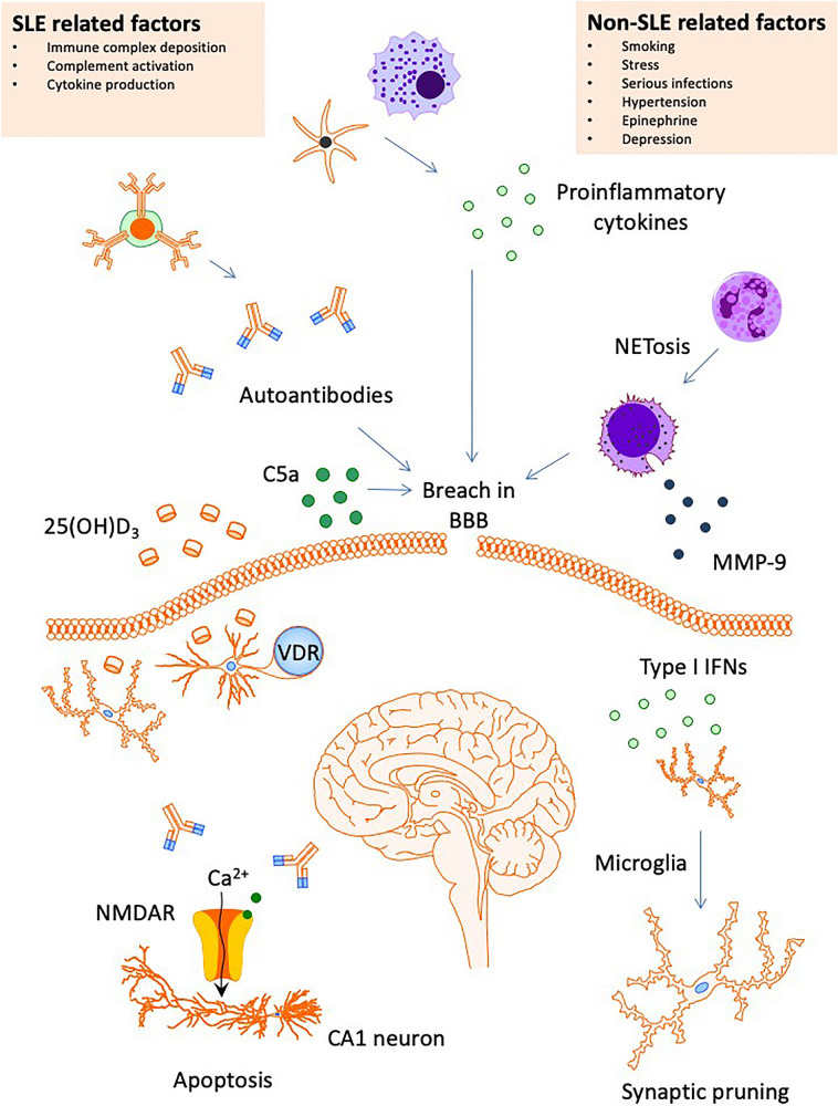 Cognitive Dysfunction in Systemic Lupus Erythematosus: Immunopathology ...