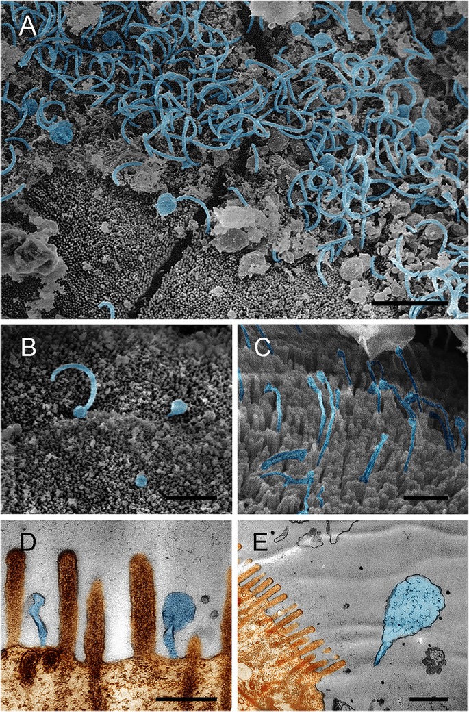 Fig 4