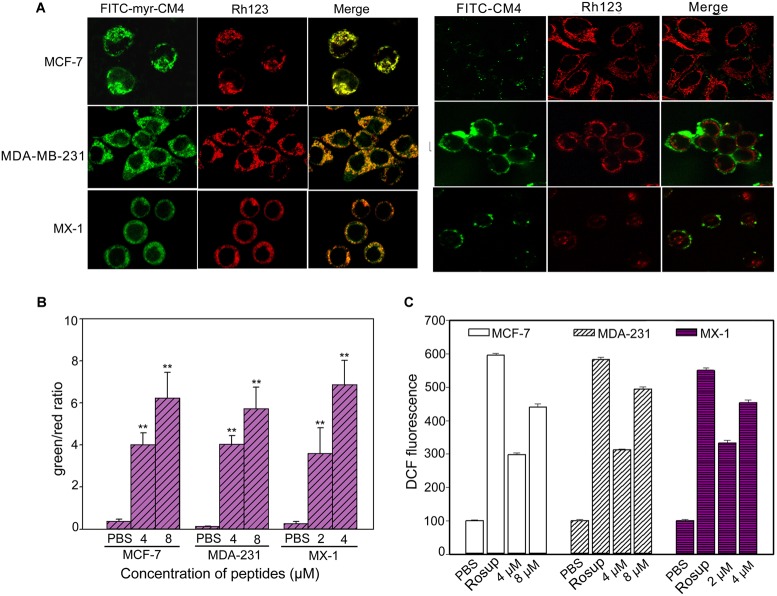 FIGURE 4