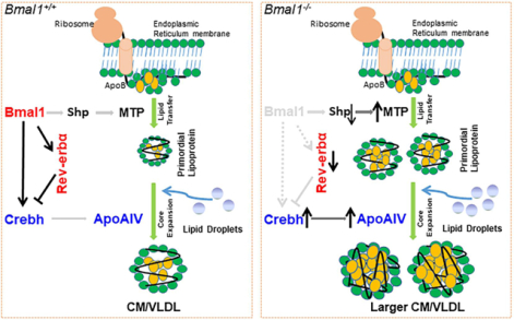 graphic file with name nihms-1746935-f0001.jpg